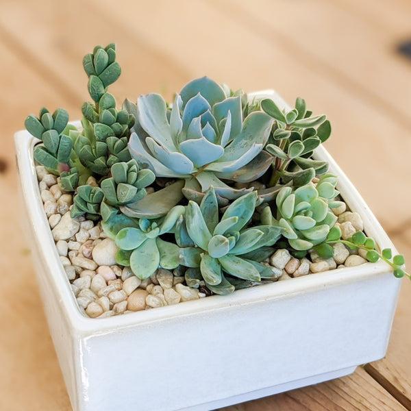 Medium Succulent Planter